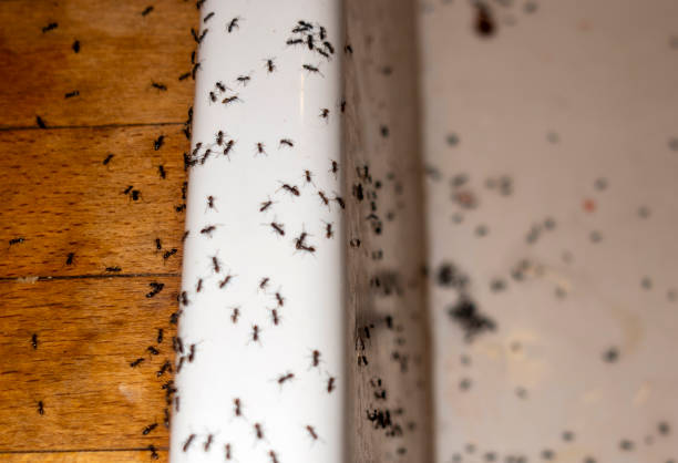 Best Best Pest Control Companies  in Palo, IA