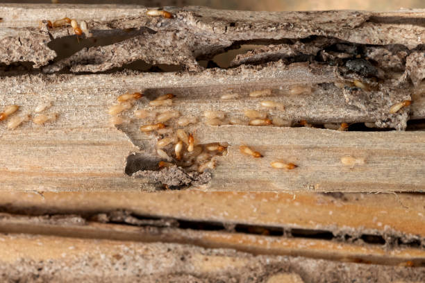 Best Best Pest Control Companies  in Palo, IA